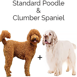 Clumberdoodle Dog